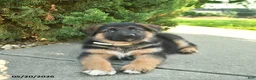 Mixed Breed dogs for sale: Rusty - Ad 3