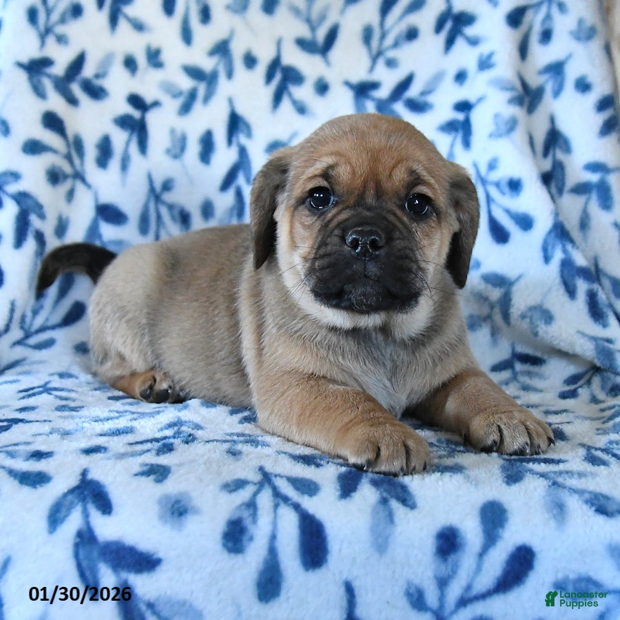 Puggle dogs Sprout - Ad 2