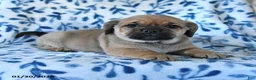 Puggle dogs for sale: Sprout - Ad 2