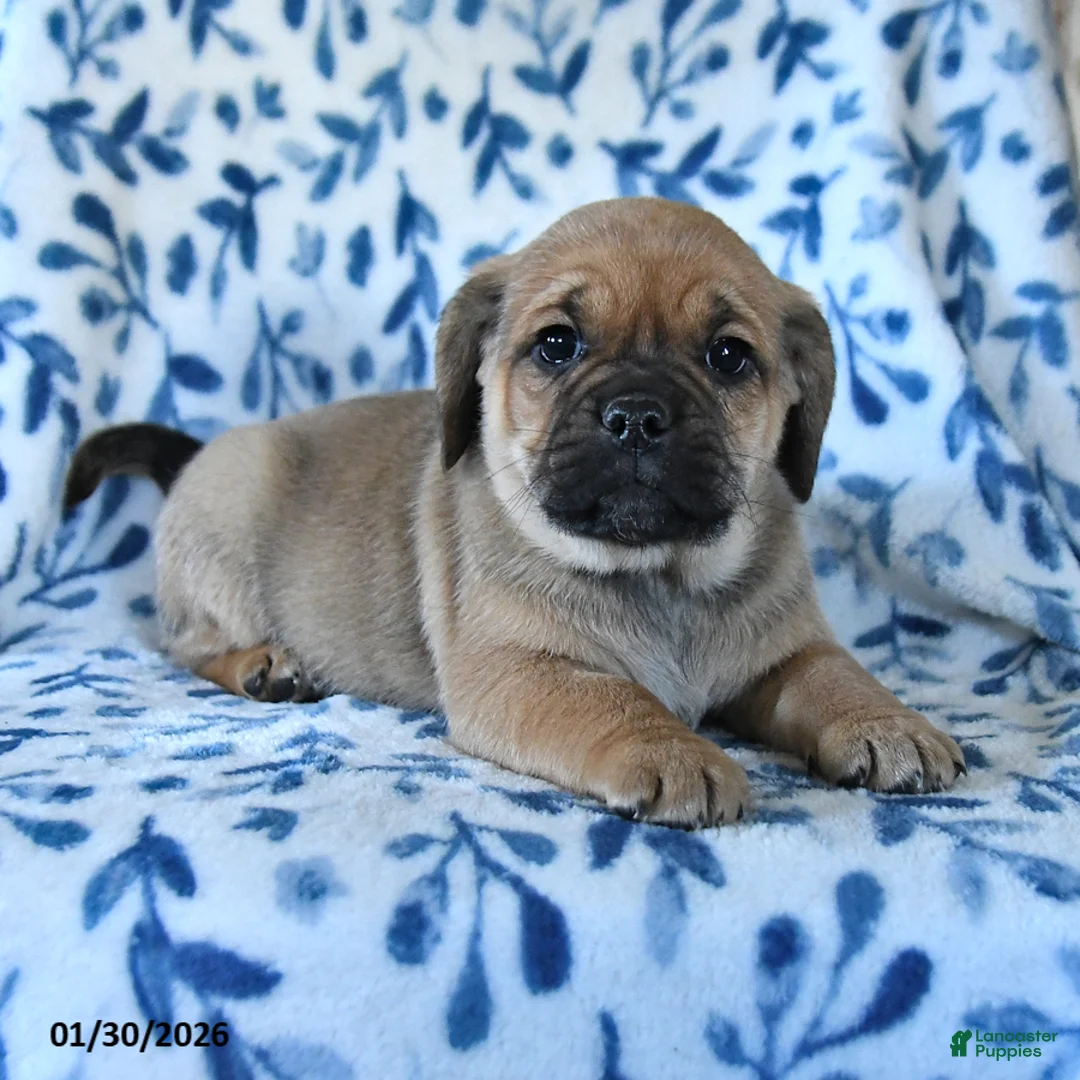 Puggle dogs for sale: Sprout - Ad 2