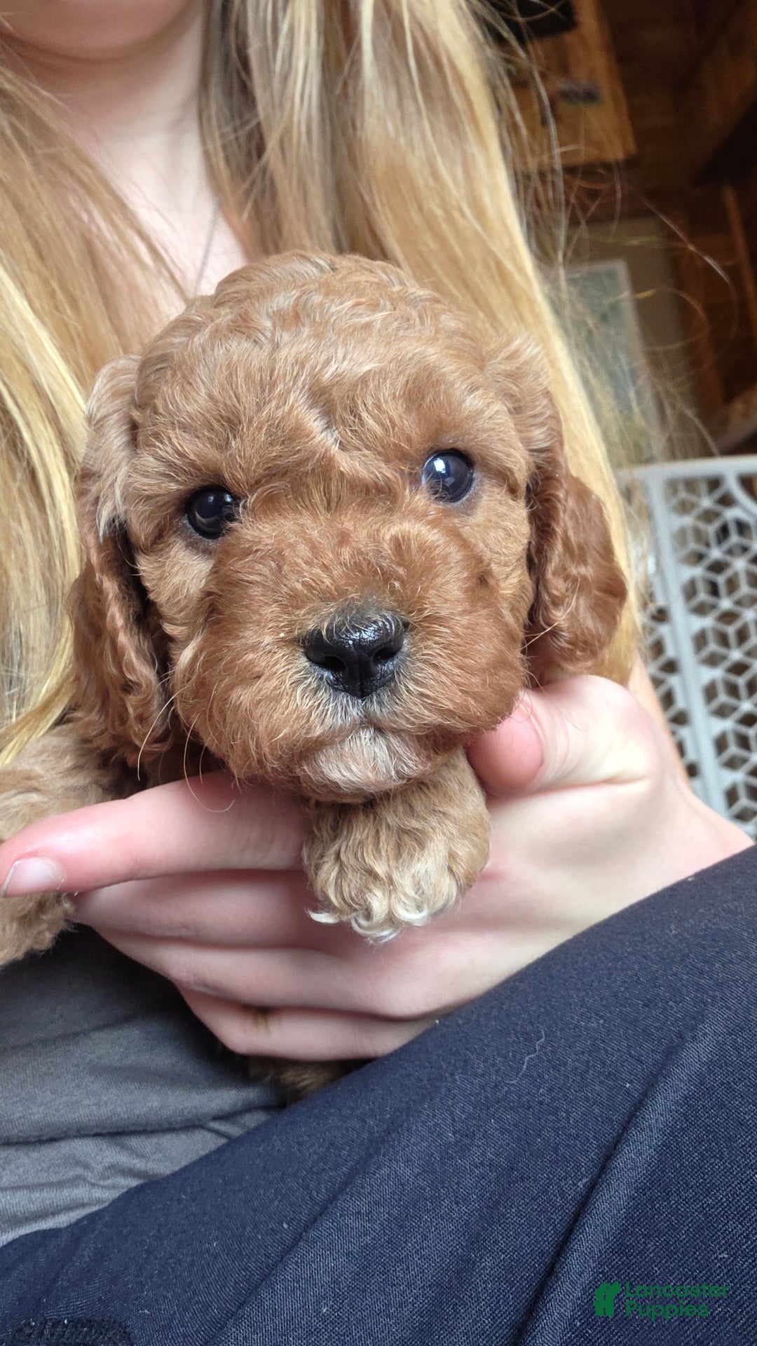 Cavapoo dogs for sale: River - Ad 10