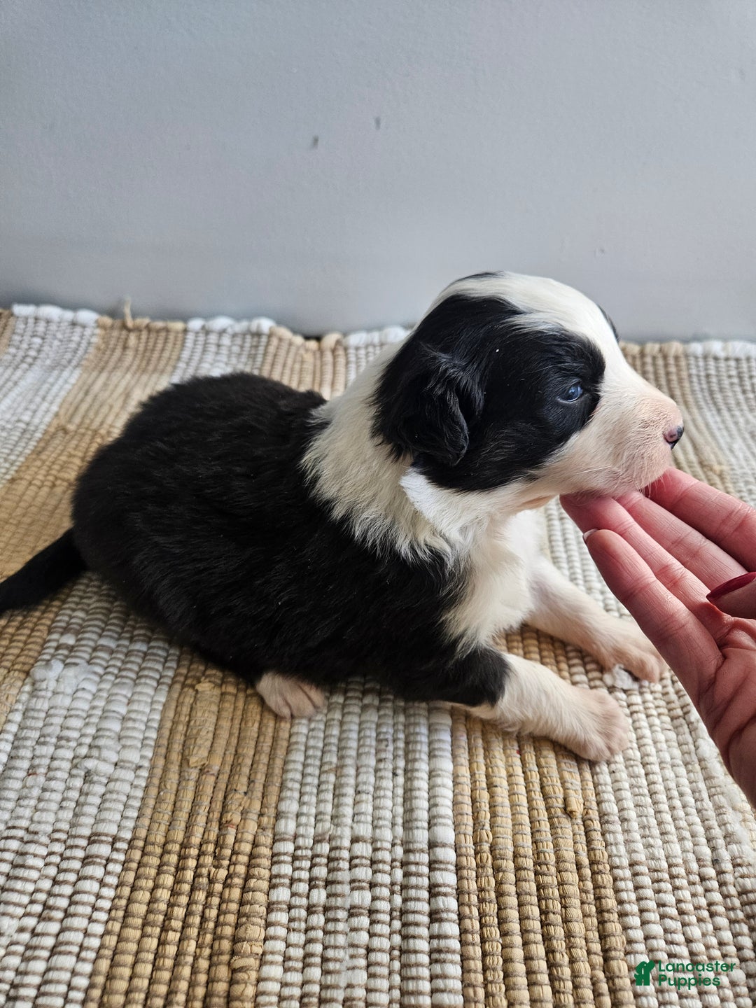 Australian Shepherd dogs for sale: Cooper - Ad 5