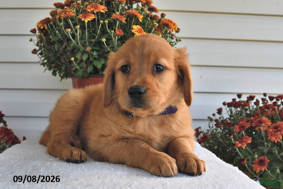 Golden Retriever dogs for sale: Willow  - Ad 3