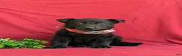 German Shepherd dogs for sale: Maxwell - Ad 2