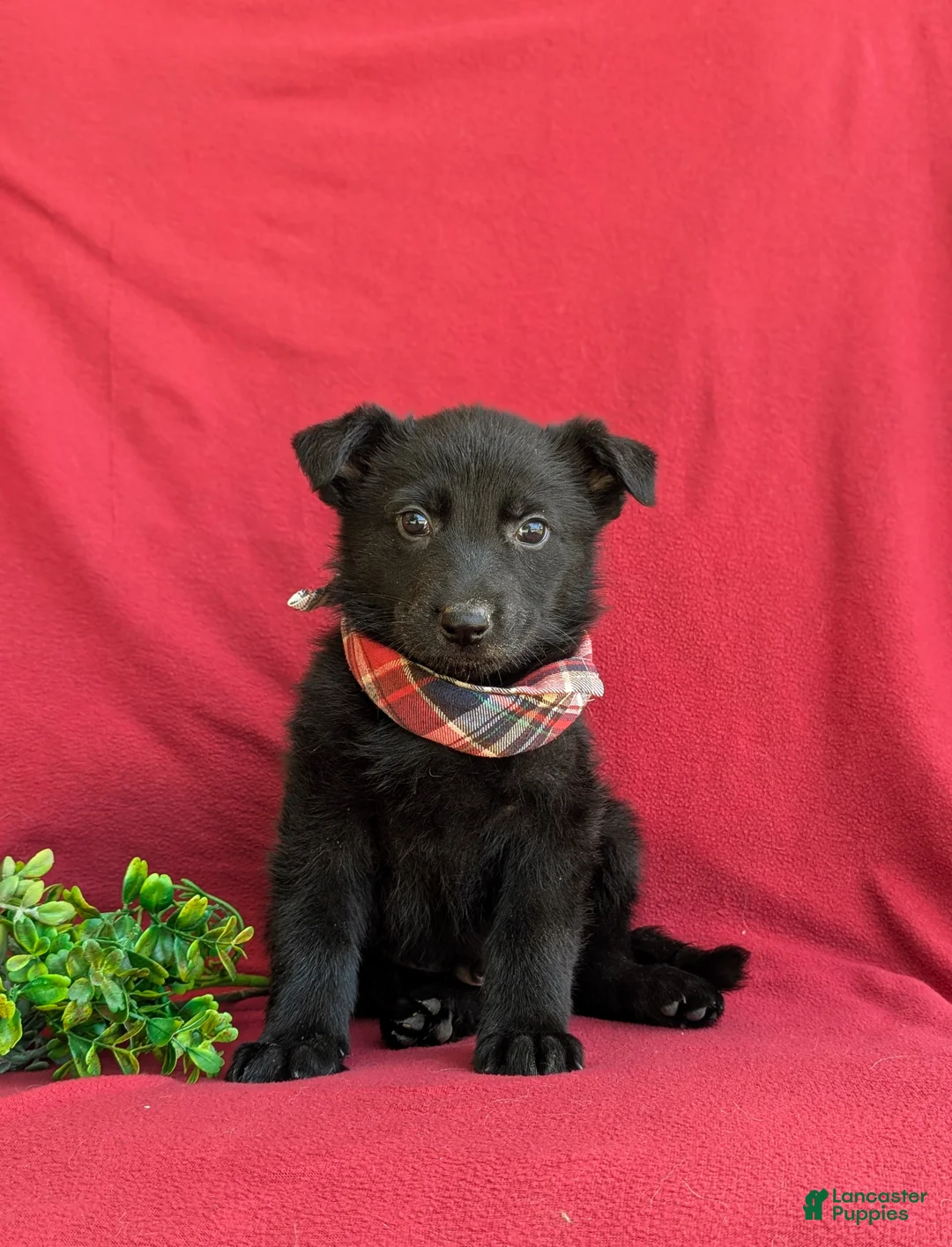 German Shepherd dogs for sale: Maxwell - Ad 2