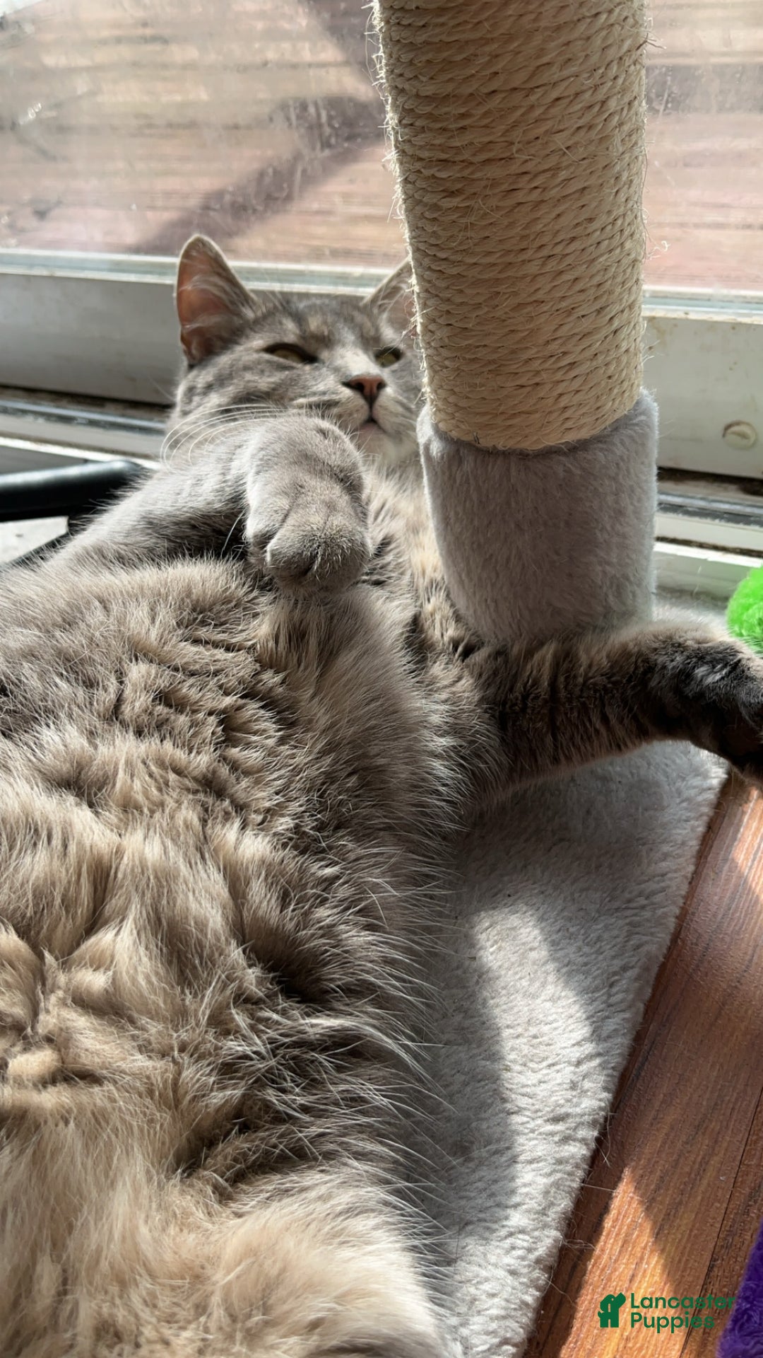 Mixed Breed dogs for sale: rosy - Ad 17