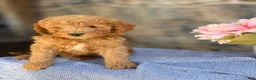 Goldendoodle dogs for sale: Maple - Ad 4