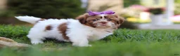 Shih Tzu dogs for sale: Honey - Ad 4