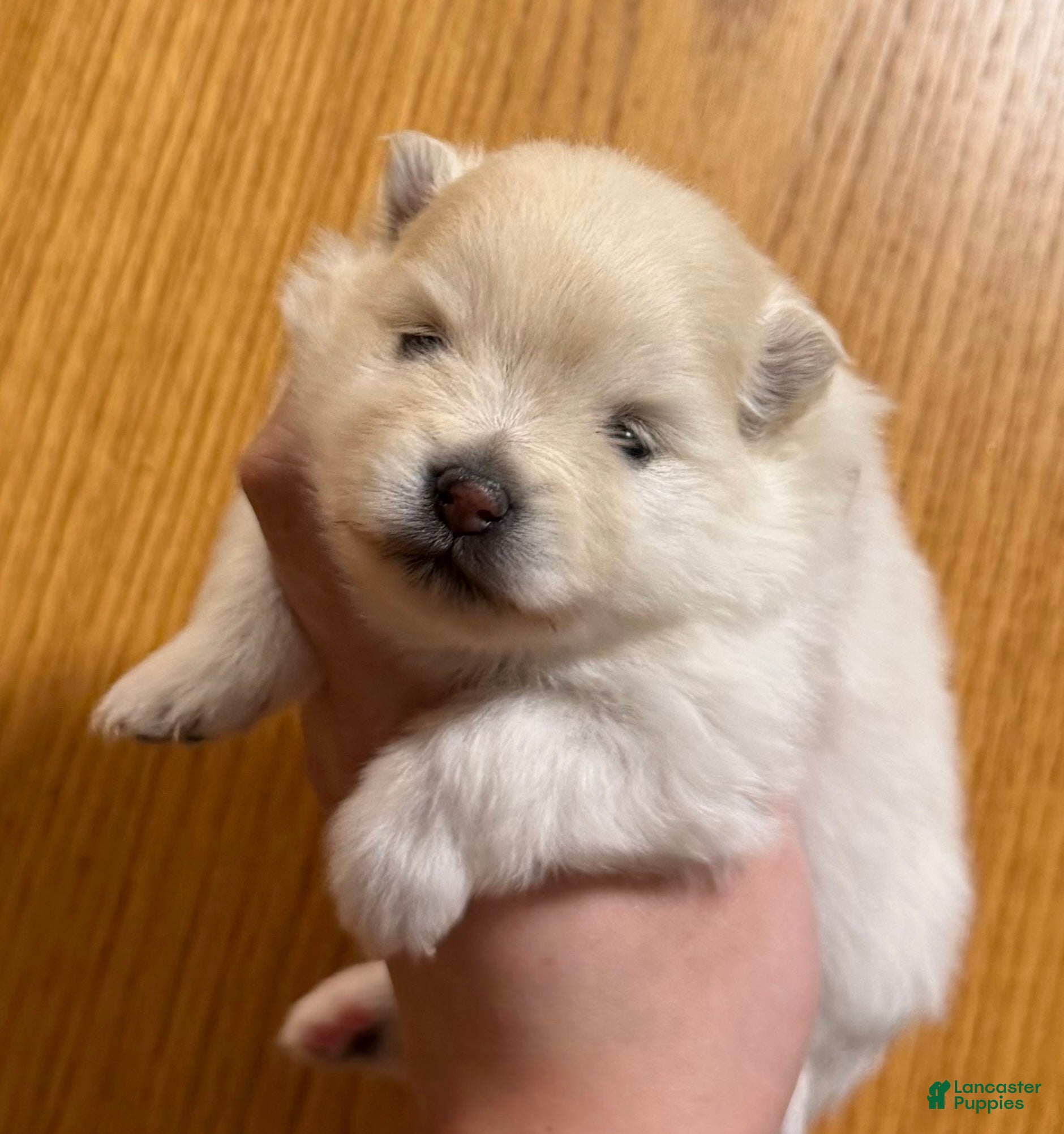 Pomeranian dogs Sugar  - Ad 6