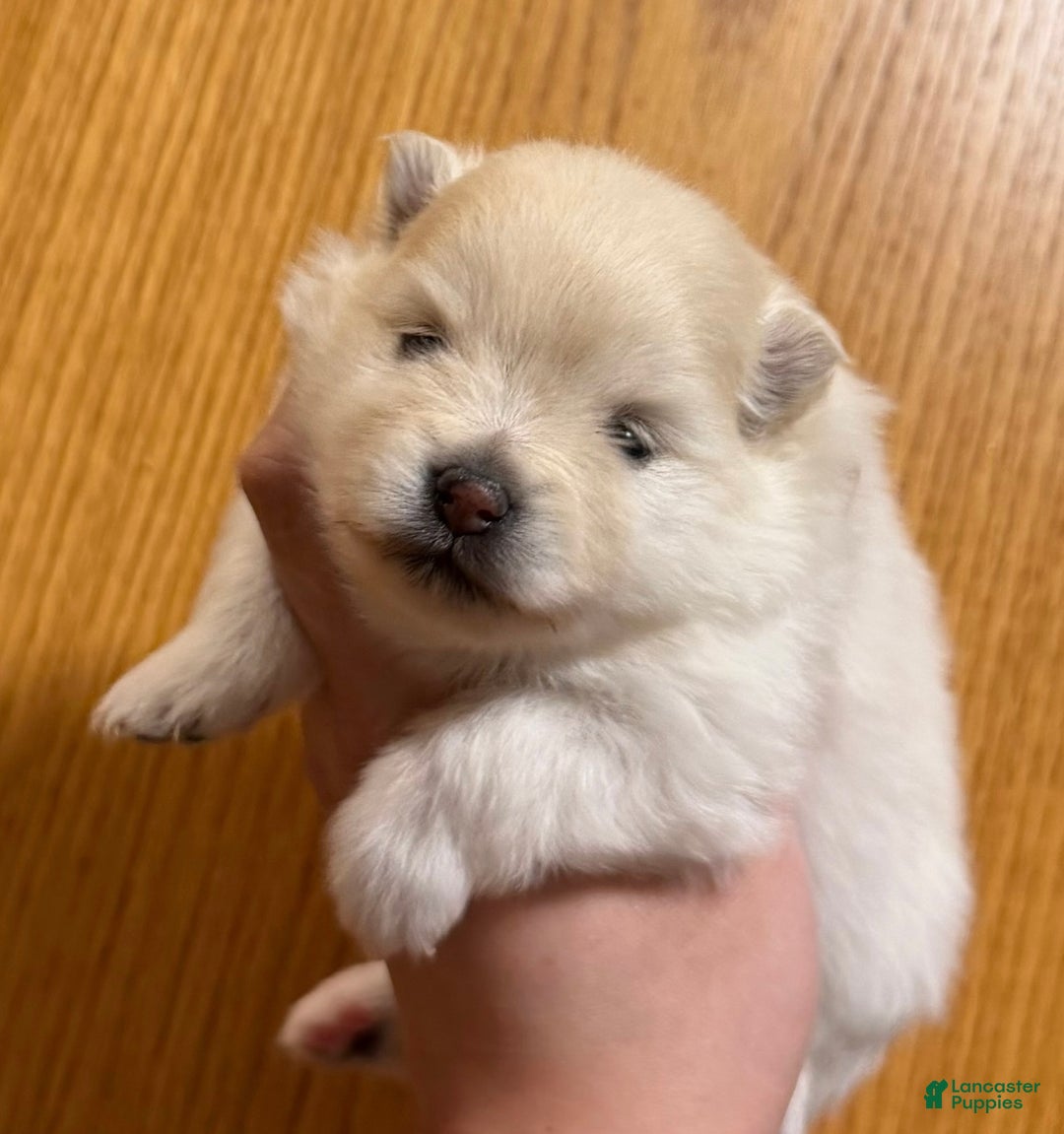 Pomeranian dogs for sale: Sugar  - Ad 1