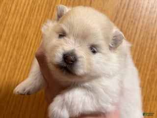 Pomeranian dogs Sugar - Ad 1
