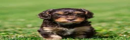 Cavapoo dogs for sale: Puddles Cavapoo  - Ad 3
