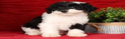 Mini Sheepadoodle dogs for sale: Sophia - Ad 4