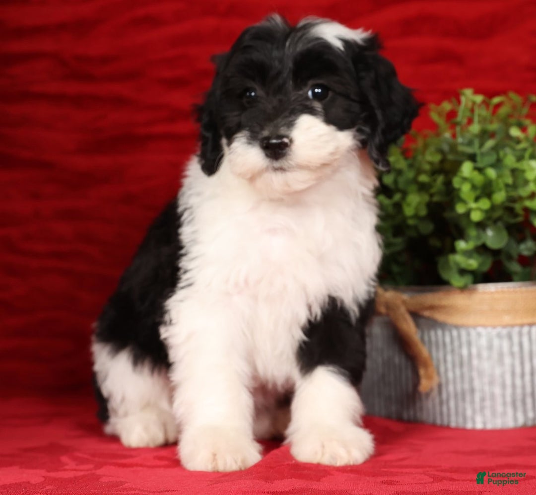 Mini Sheepadoodle dogs for sale: Sophia - Ad 4