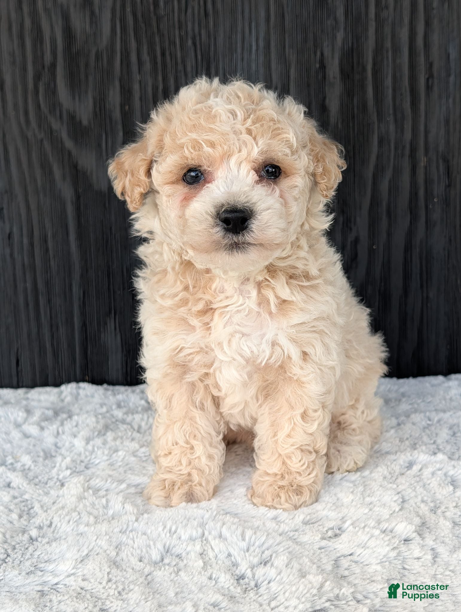 Bichpoo dogs for sale: Kody - Ad 2