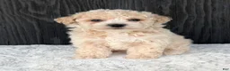 Bichpoo dogs for sale: Kody - Ad 1