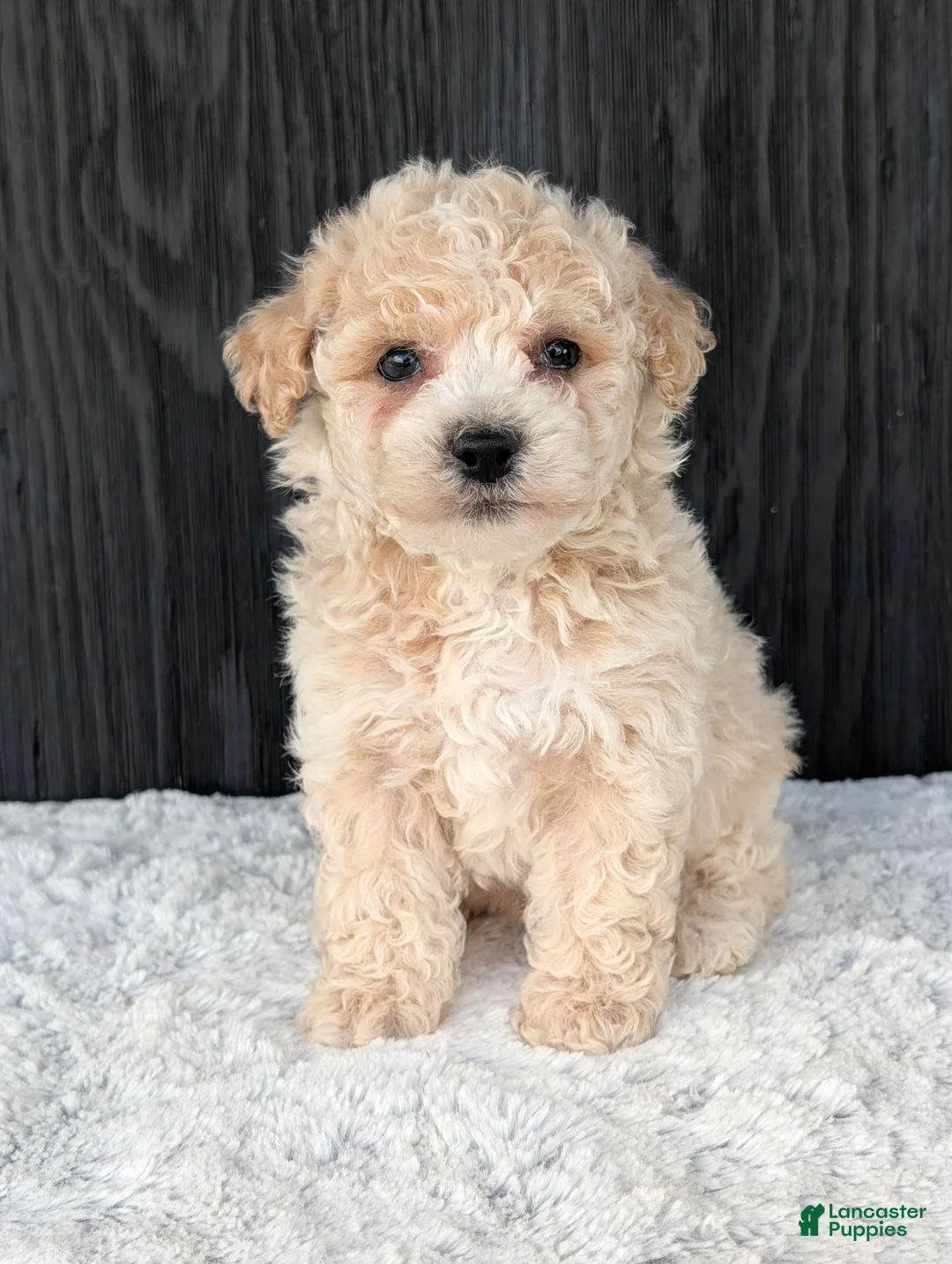 Bichpoo dogs for sale: Kody - Ad 1