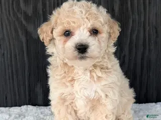 Bichpoo dogs for sale: Kody - Ad 2