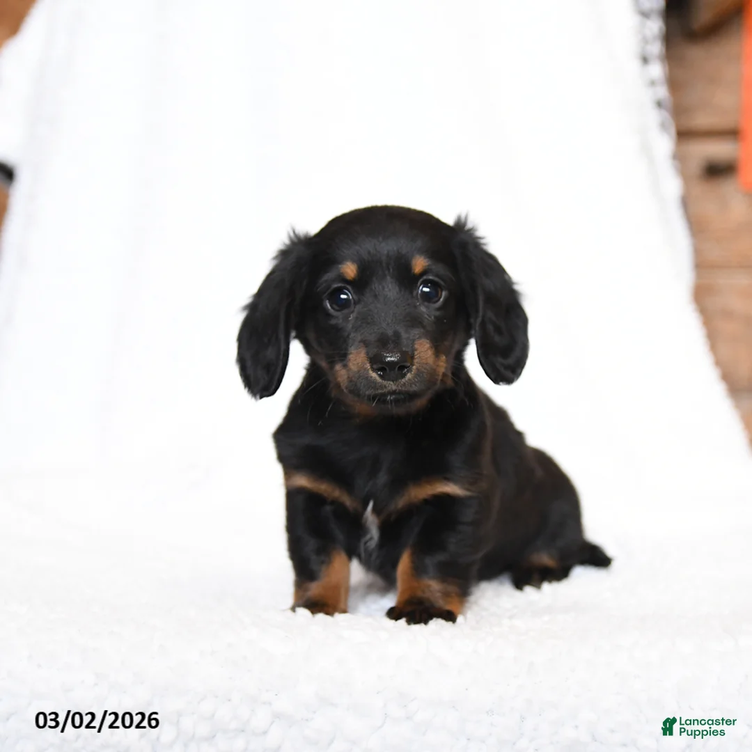 Miniature Dachshund dogs for sale: Coco  - Ad 3