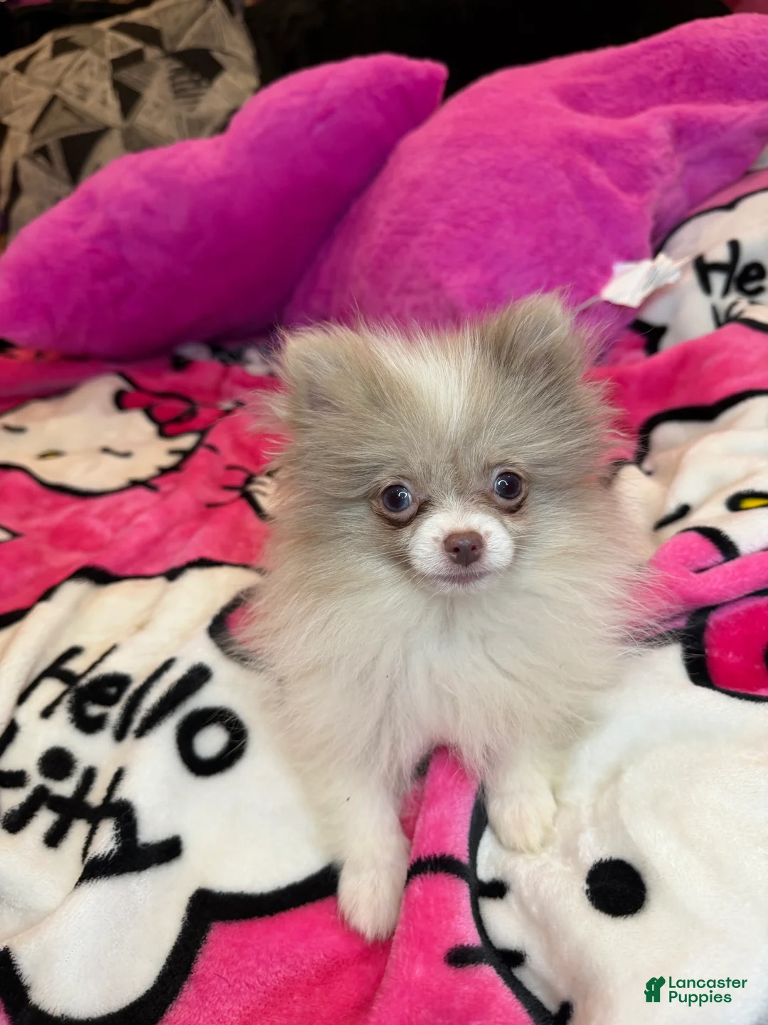 Pomeranian dogs for sale: Pomeranian Puppy 2 - Ad 3