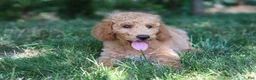 Standard Poodle dogs for sale: Leo - Ad 22