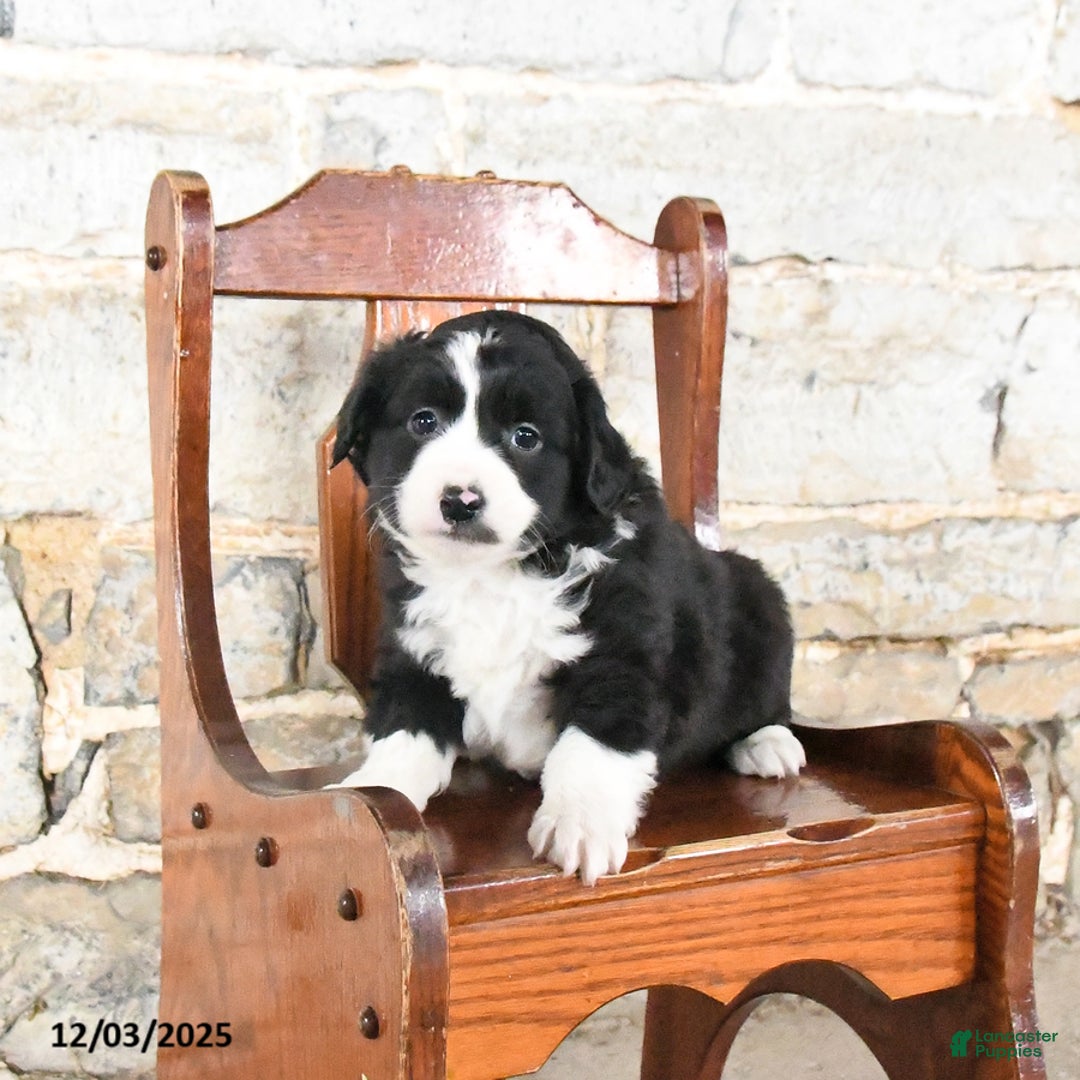 Mini Aussiedoodle dogs for sale: Cinnamon - Ad 1