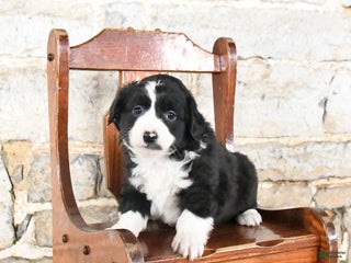 Mini Aussiedoodle dogs Cinnamon - Ad 23