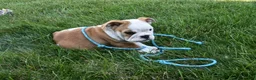 English Bulldog dogs for sale: Winnie  - Ad 4