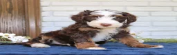 Mini Bernedoodle dogs for sale: Winston  - Ad 4