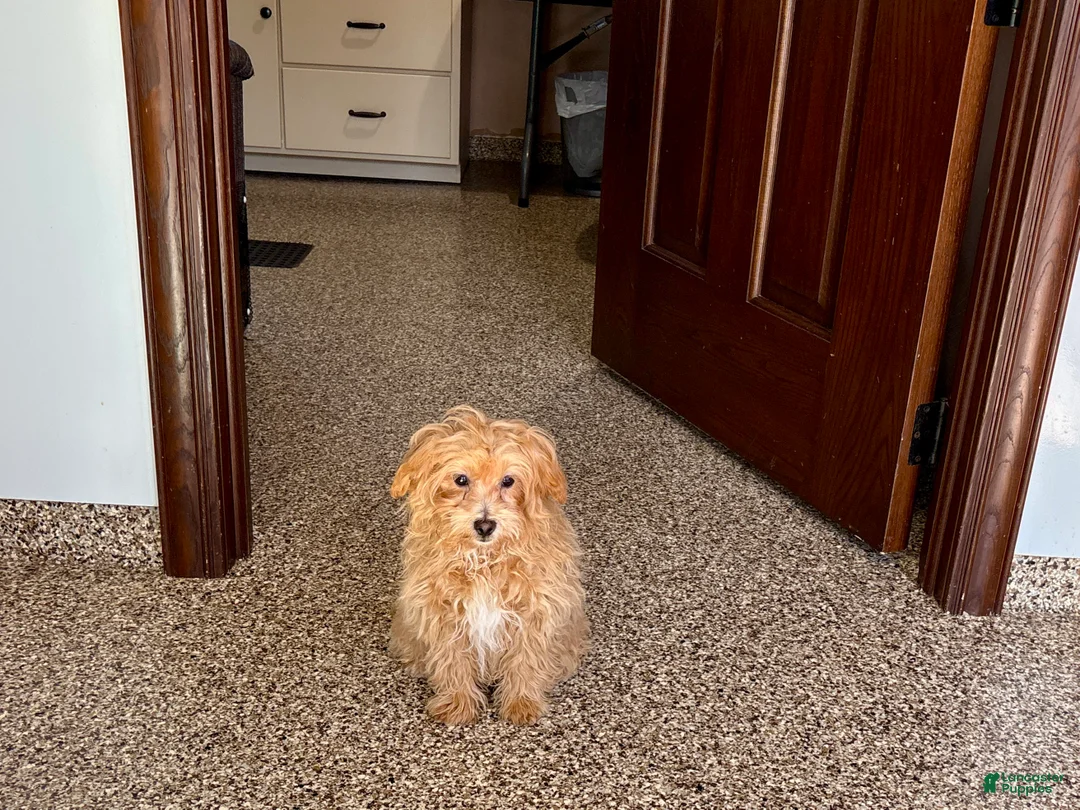 Maltipoo dogs for sale: Cutie  - Ad 2