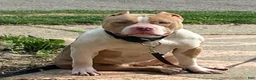 American Bully dogs for sale: American Bully 1 - Ad 7