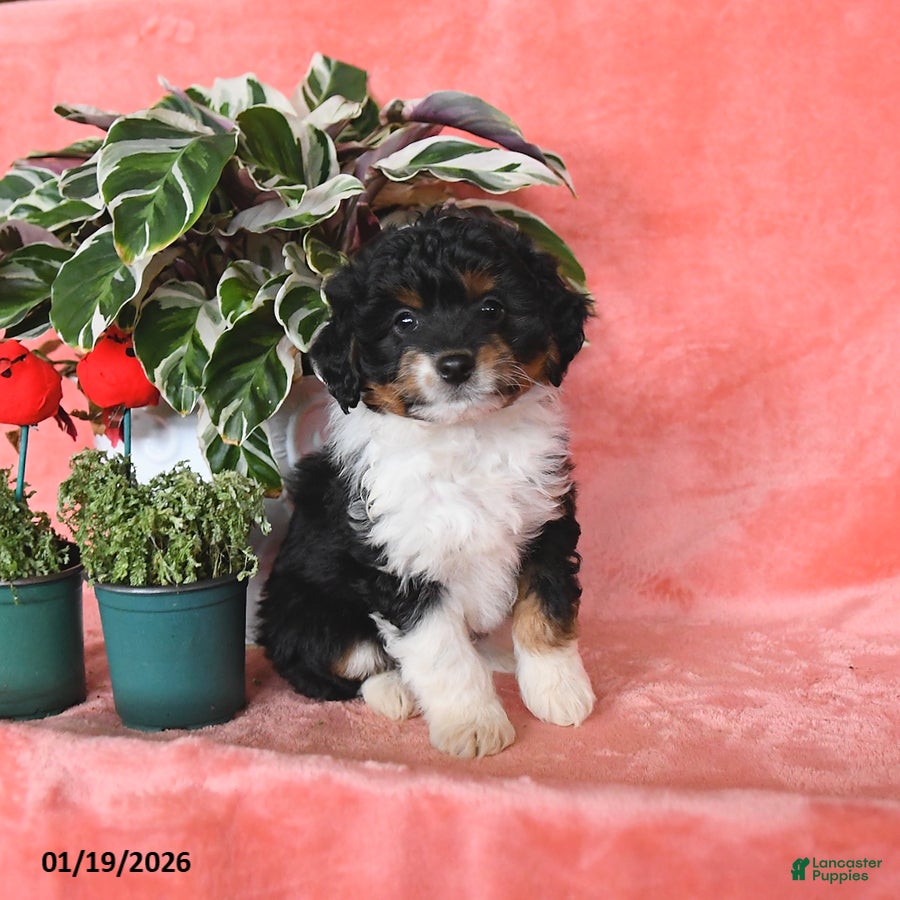 Mini Aussiedoodle dogs Charlie - Ad 8