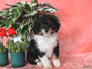 Mini Aussiedoodle dogs Charlie - Ad 13
