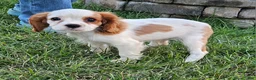Cavalier King Charles Spaniel dogs for sale: MilkyWay - Ad 3