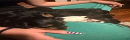 Miniature Dachshund dogs for sale: Miniature Dachshund 1 - Ad 11
