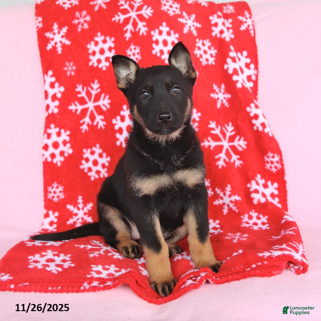 German Shepherd dogs for sale: Chloe - Ad 1