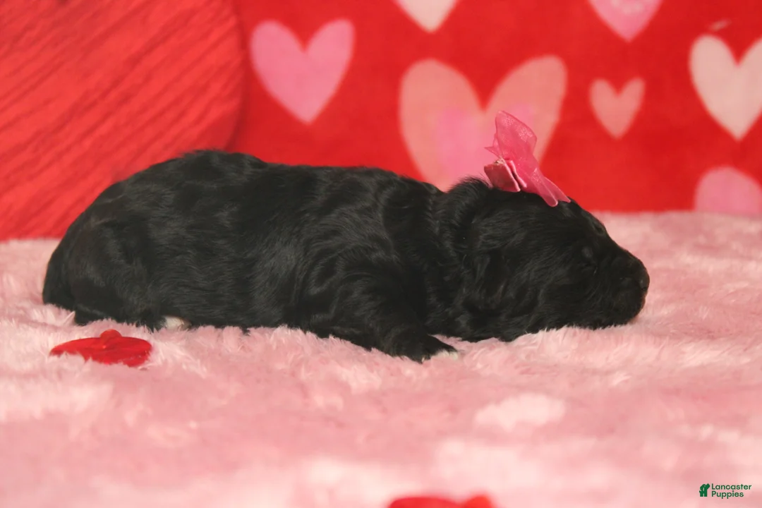 Mixed Breed dogs for sale: Precious - Ad 4