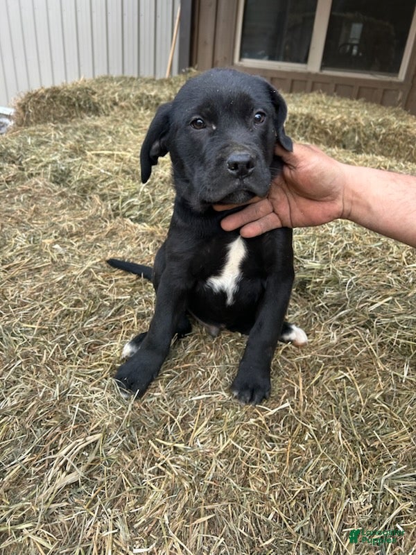 Mixed Breed dogs Joseph - Ad 2