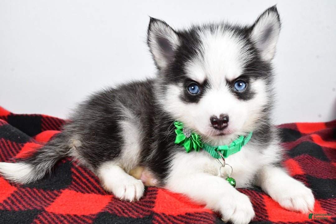 Pomsky dogs for sale: Hilda - Ad 1