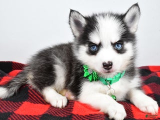 Pomsky dogs Hilda - Ad 31