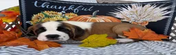 Saint Bernard dogs for sale: Axel - Ad 5