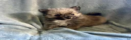 Pomeranian dogs for sale: TOBIS - Ad 6
