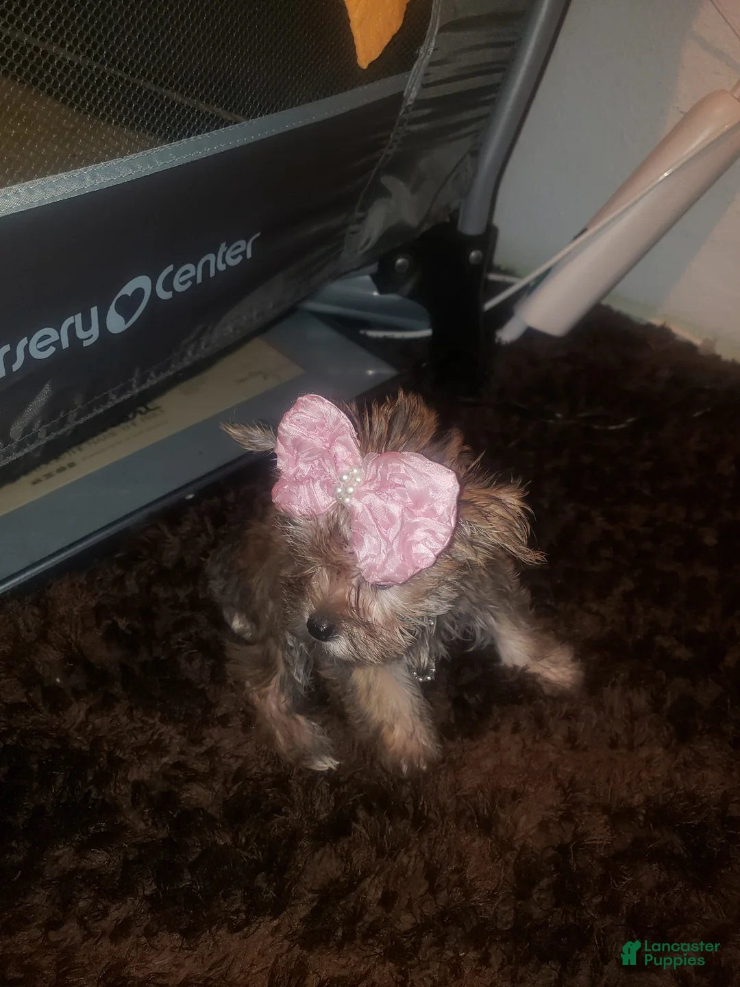 Yorkshire Terrier dogs for sale: Yorkshire Terrier 2 - Ad 2