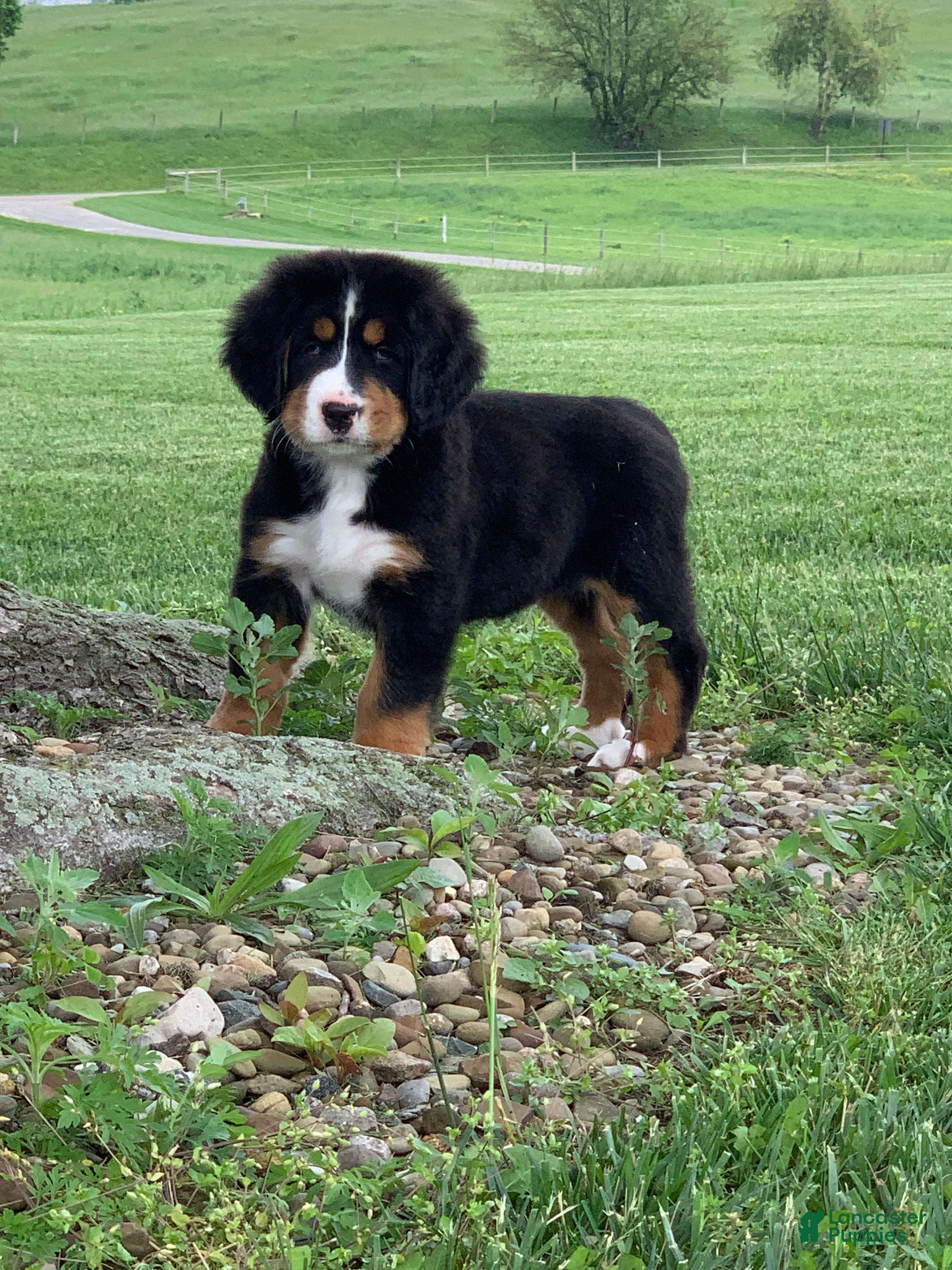 Bernese Mountain Dog dogs Pluto - Ad 1