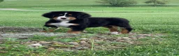 Bernese Mountain Dog dogs for sale: Pluto - Ad 4