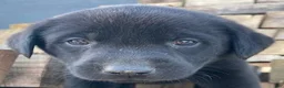 Sheprador dogs for sale: BIM - Ad 3