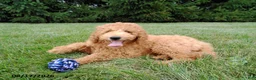 Mini Goldendoodle dogs for sale: Winston - Ad 3