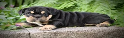 Beabull dogs for sale: Bonnie - Ad 3