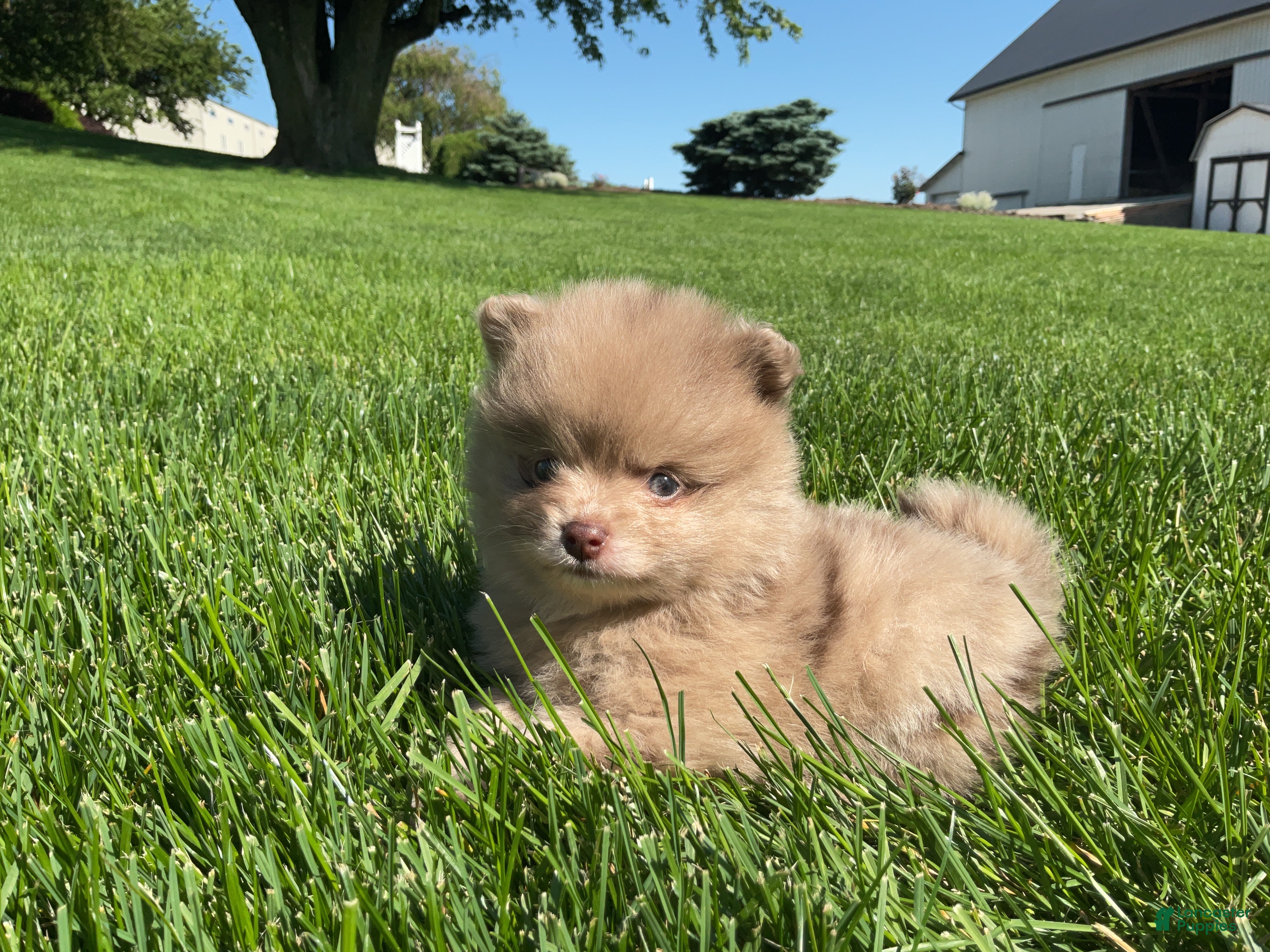 Pomeranian dogs for sale: Chief  - Ad 1