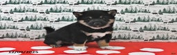 Shiba Inu dogs for sale: Remi - Ad 3